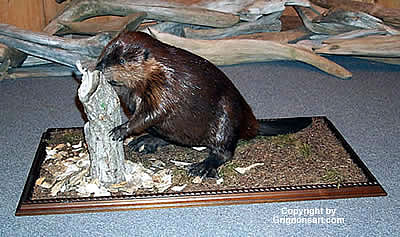 full body beaver mount